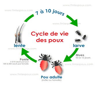 poux15.png